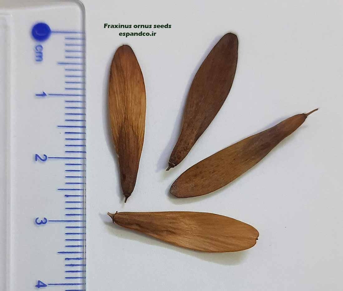  Fraxinus ornus seeds 